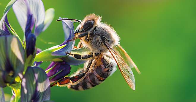 Abeille domestique réelle