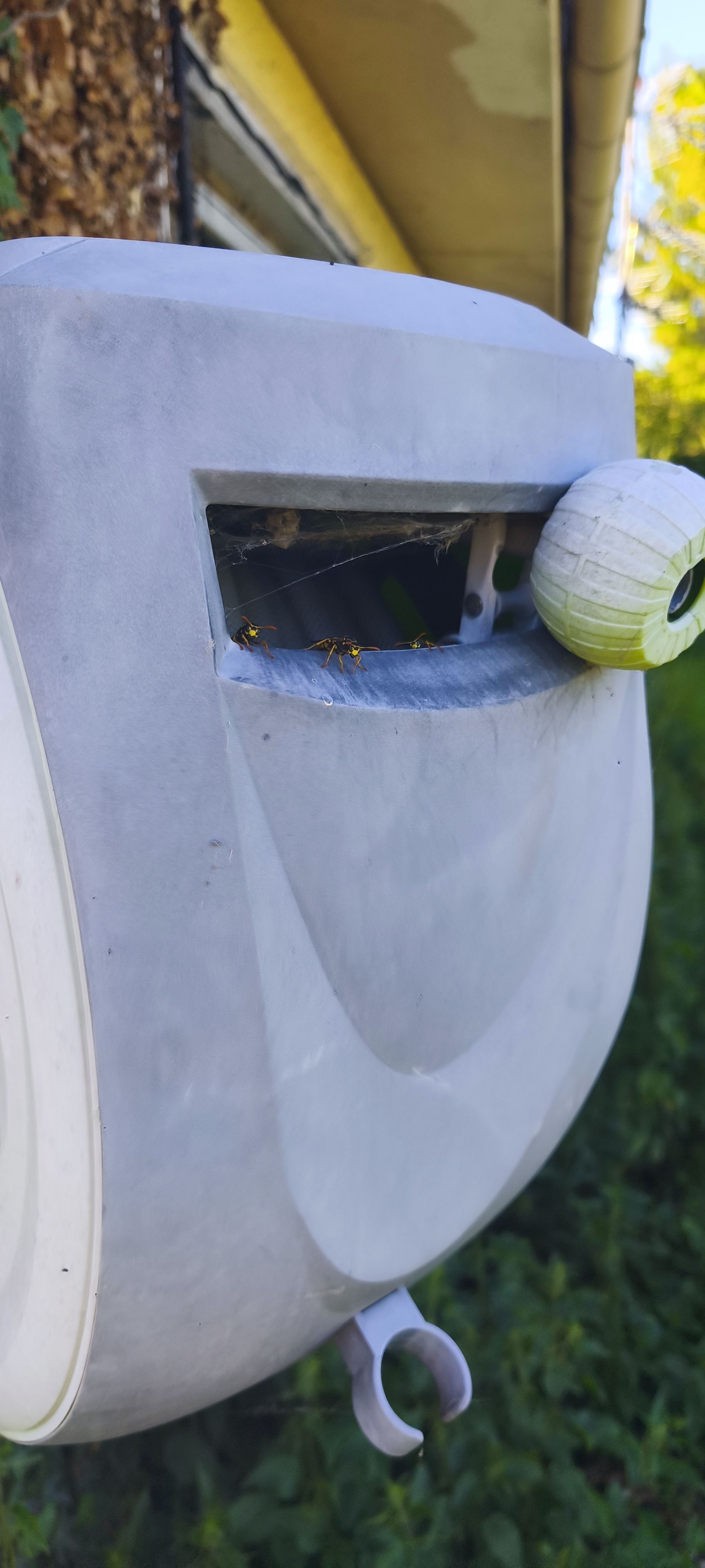 Éradication et destruction nid de guêpes réelles dans un enrouleur de jardin par FrelonStop